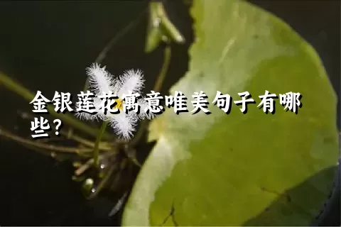 金银莲花寓意唯美句子有哪些？