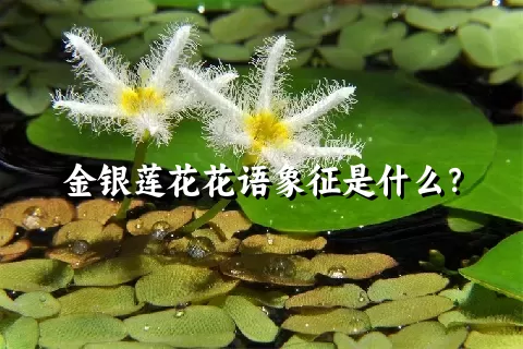 金银莲花花语象征是什么？