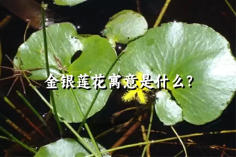 金银莲花寓意是什么？