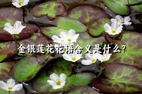金银莲花花语含义是什么？