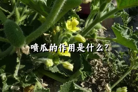 喷瓜的作用是什么？