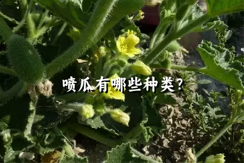 喷瓜有哪些种类？