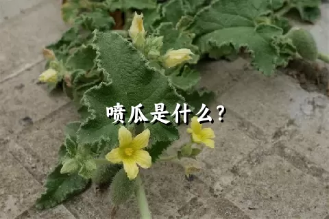 喷瓜是什么？