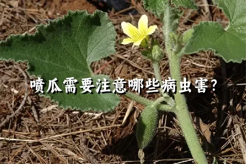 喷瓜需要注意哪些病虫害？