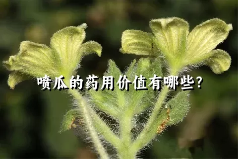 喷瓜的药用价值有哪些？