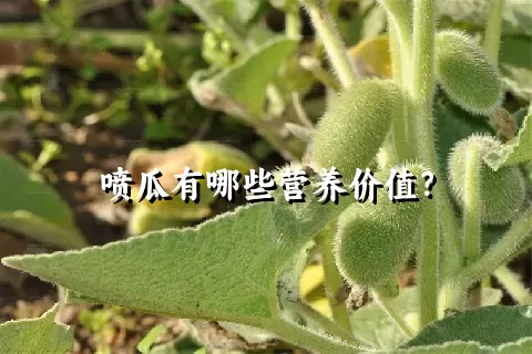 喷瓜有哪些营养价值？