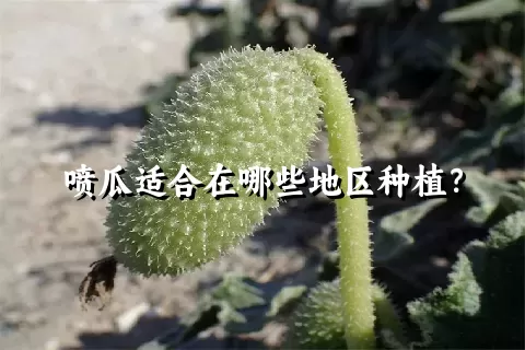 喷瓜适合在哪些地区种植？