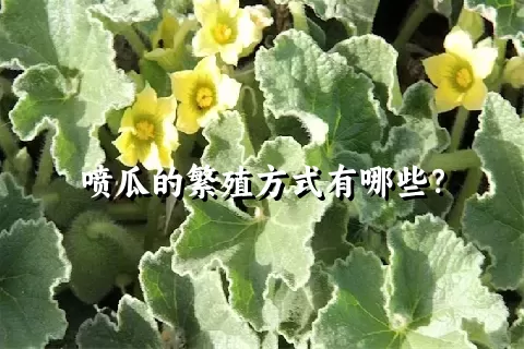 喷瓜的繁殖方式有哪些？
