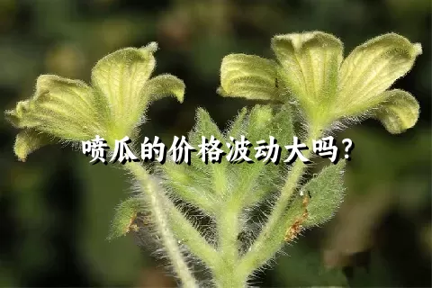喷瓜的价格波动大吗？
