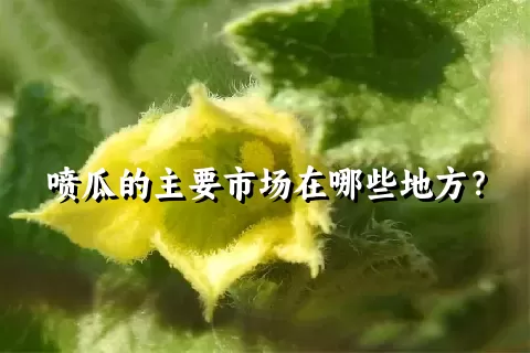 喷瓜的主要市场在哪些地方？