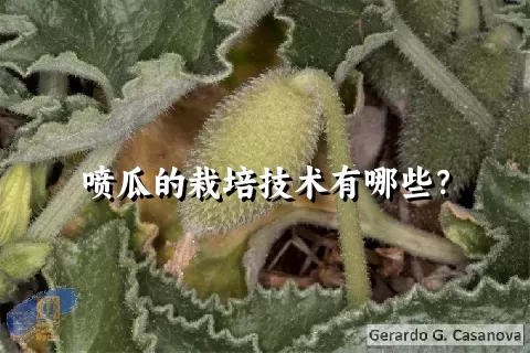 喷瓜的栽培技术有哪些？