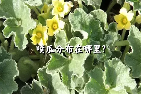 喷瓜分布在哪里?