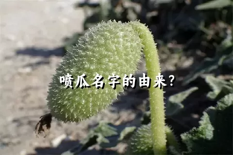 喷瓜名字的由来？