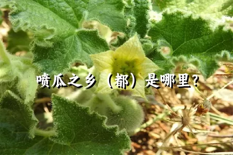 喷瓜之乡（都）是哪里？