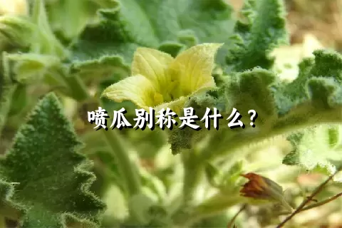 喷瓜别称是什么？