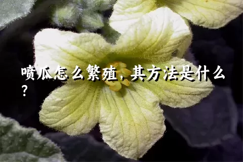 喷瓜怎么繁殖，其方法是什么？