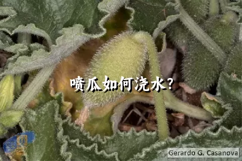 喷瓜如何浇水？