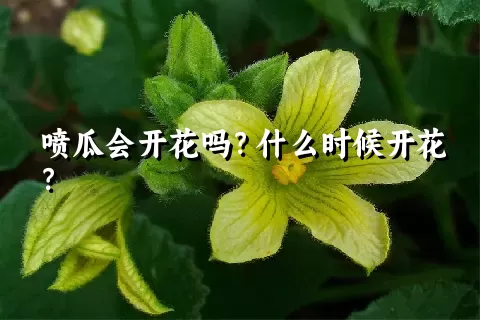 喷瓜会开花吗？什么时候开花？