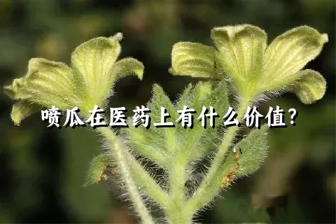 喷瓜在医药上有什么价值？