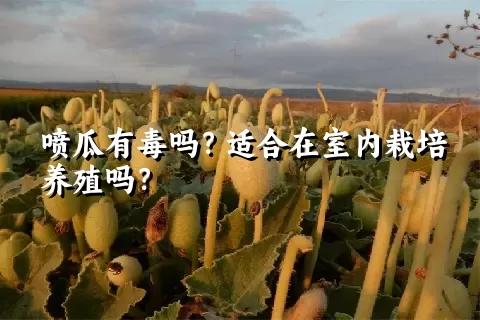 喷瓜有毒吗？适合在室内栽培养殖吗？