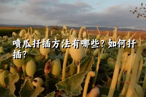 喷瓜扦插方法有哪些？如何扦插？