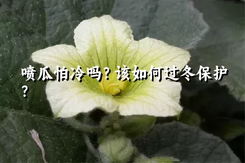 喷瓜怕冷吗？该如何过冬保护？