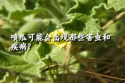 喷瓜可能会出现那些害虫和疾病？