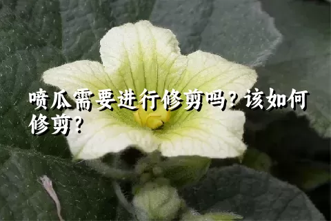 喷瓜需要进行修剪吗？该如何修剪？