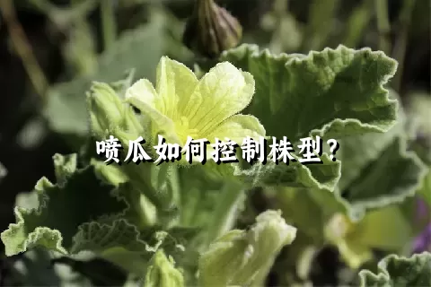 喷瓜如何控制株型？