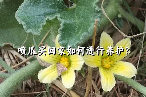 喷瓜买回家如何进行养护？