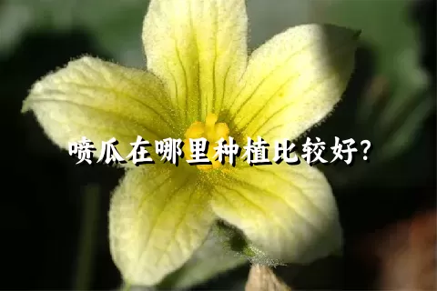 喷瓜在哪里种植比较好？