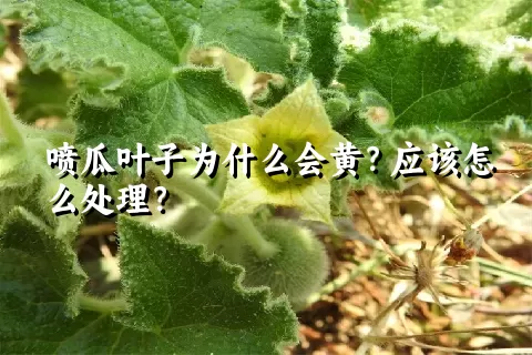 喷瓜叶子为什么会黄？应该怎么处理？