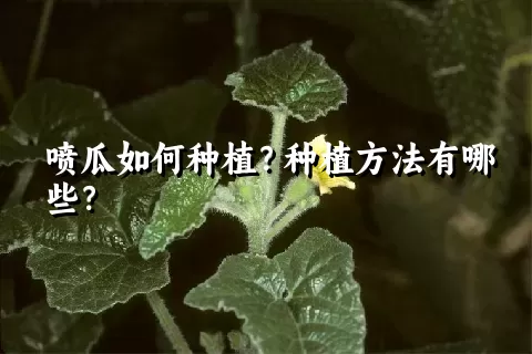 喷瓜如何种植？种植方法有哪些？