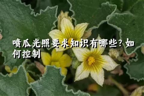 喷瓜光照要求知识有哪些？如何控制