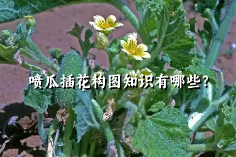 喷瓜插花构图知识有哪些？