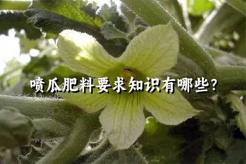 喷瓜肥料要求知识有哪些？