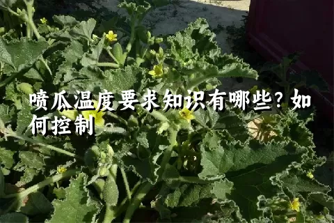 喷瓜温度要求知识有哪些？如何控制