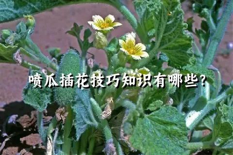 喷瓜插花技巧知识有哪些？