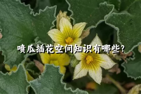 喷瓜插花空间知识有哪些？
