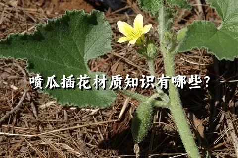 喷瓜插花材质知识有哪些？
