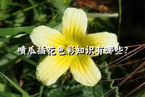 喷瓜插花色彩知识有哪些？