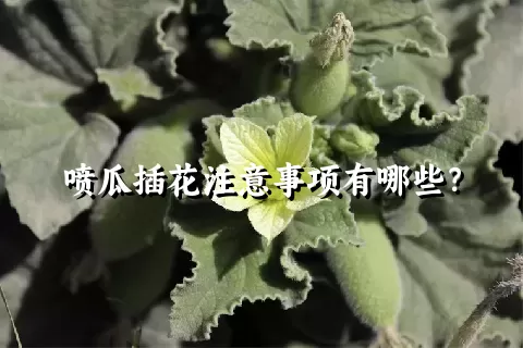 喷瓜插花注意事项有哪些？