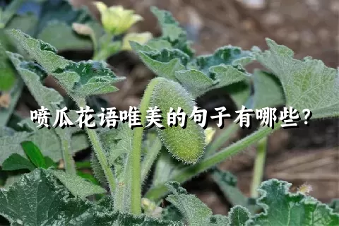 喷瓜花语唯美的句子有哪些？