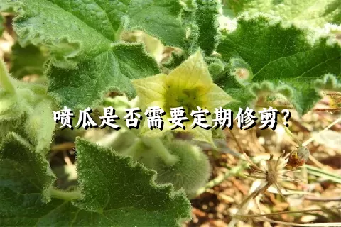 喷瓜是否需要定期修剪？