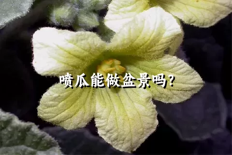 喷瓜能做盆景吗？