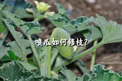 喷瓜如何修枝？