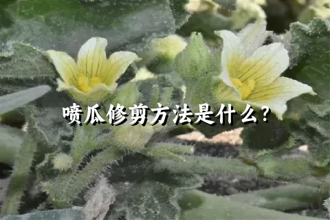 喷瓜修剪方法是什么？