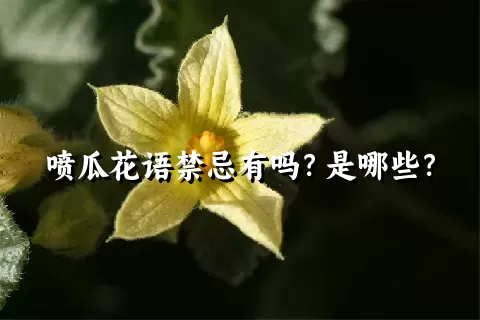 喷瓜花语禁忌有吗？是哪些？
