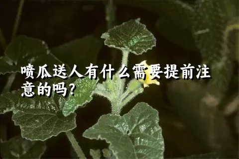 喷瓜送人有什么需要提前注意的吗？