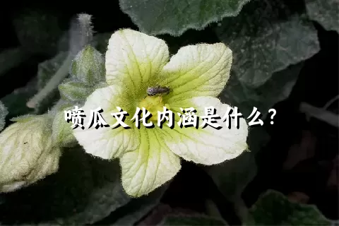 喷瓜文化内涵是什么？
